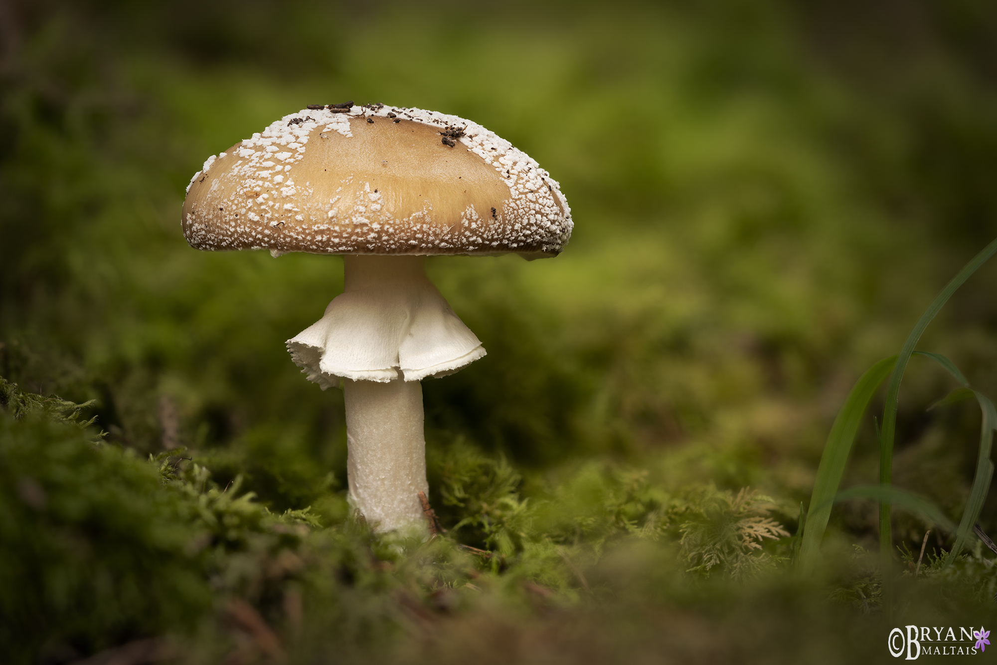 pantherpilz mushroom schurwald