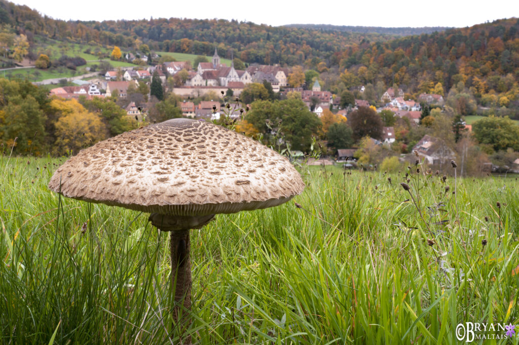 parasol pilz bebenhausen herbst deautschland