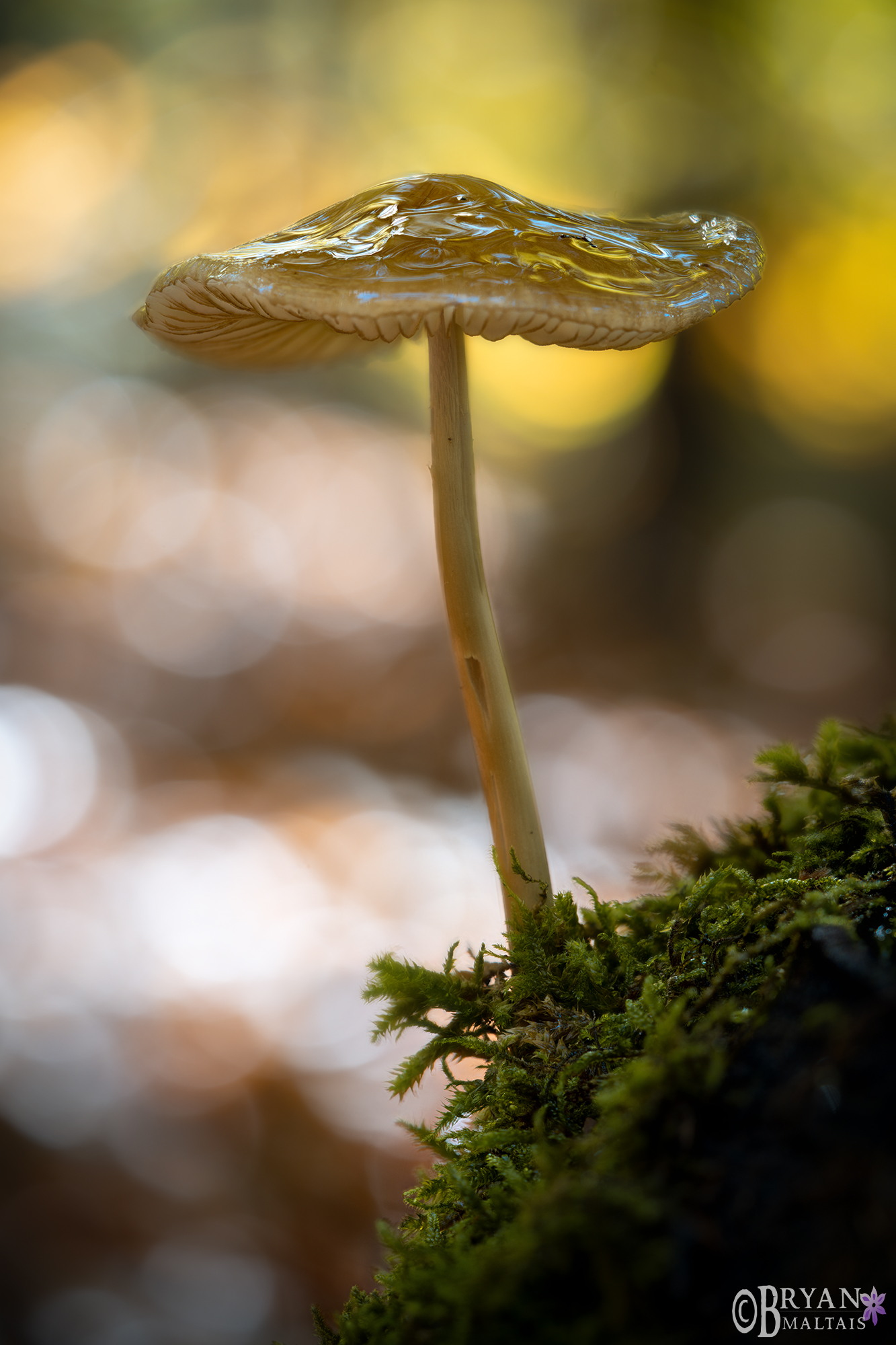 slimy mushroom echterdingen