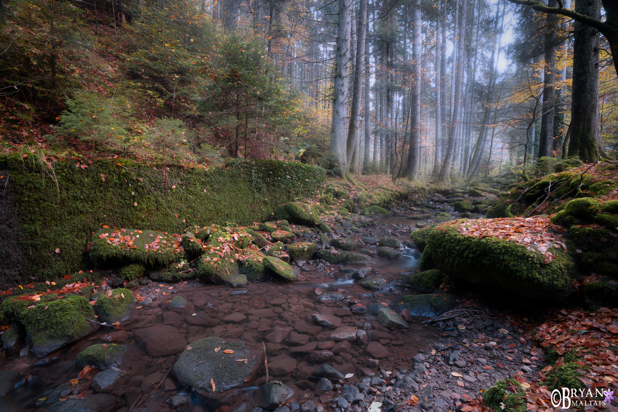 witchers forest