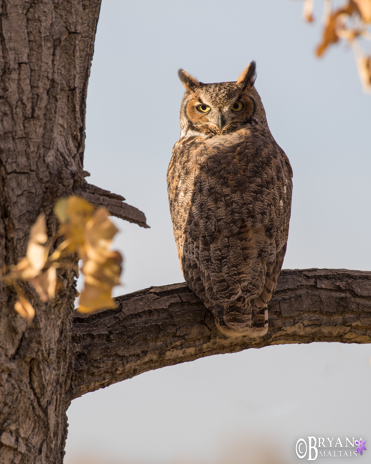 Great Horned Owl Fort Collins