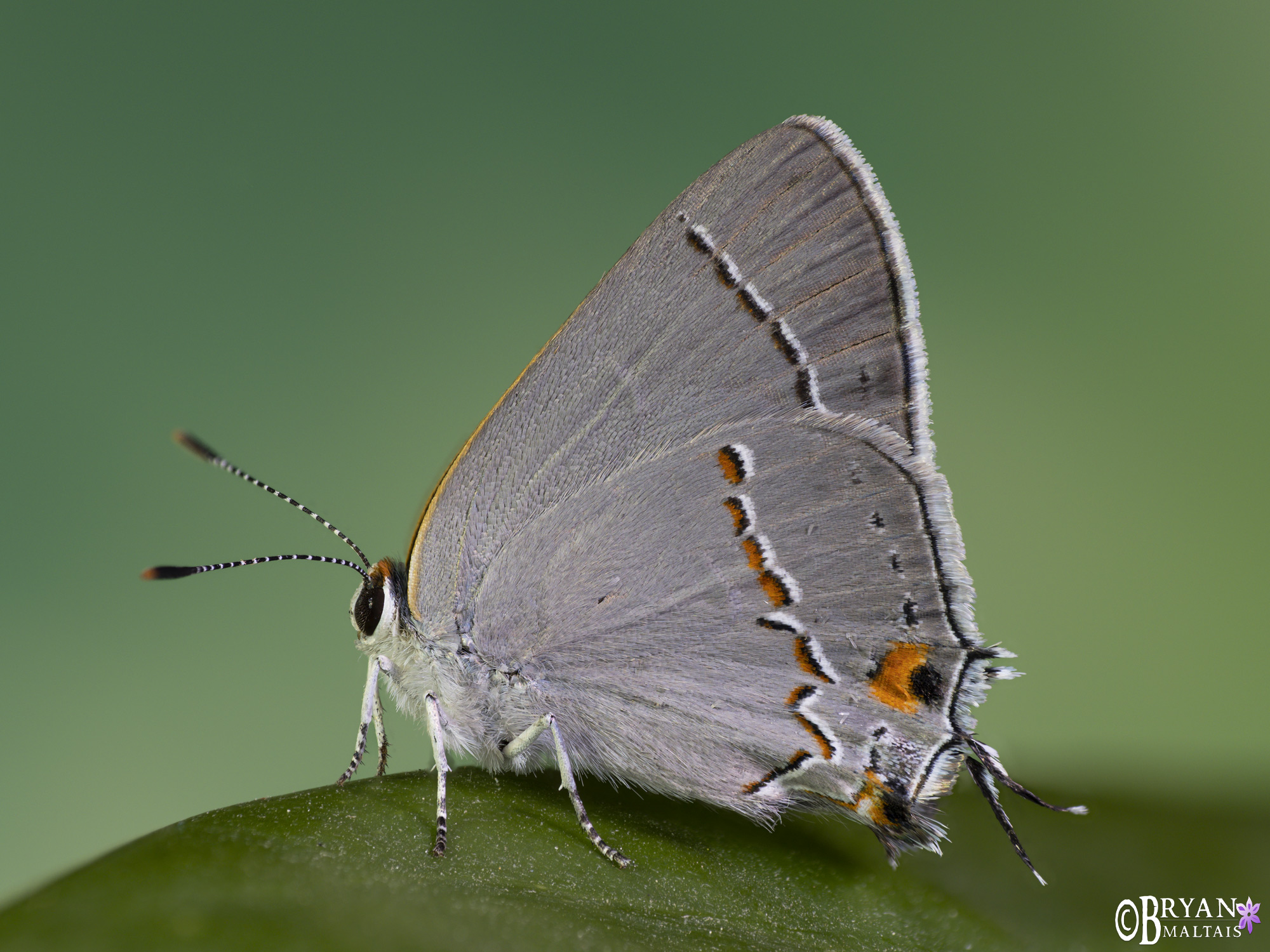 Orange Hairstreak Butterfly