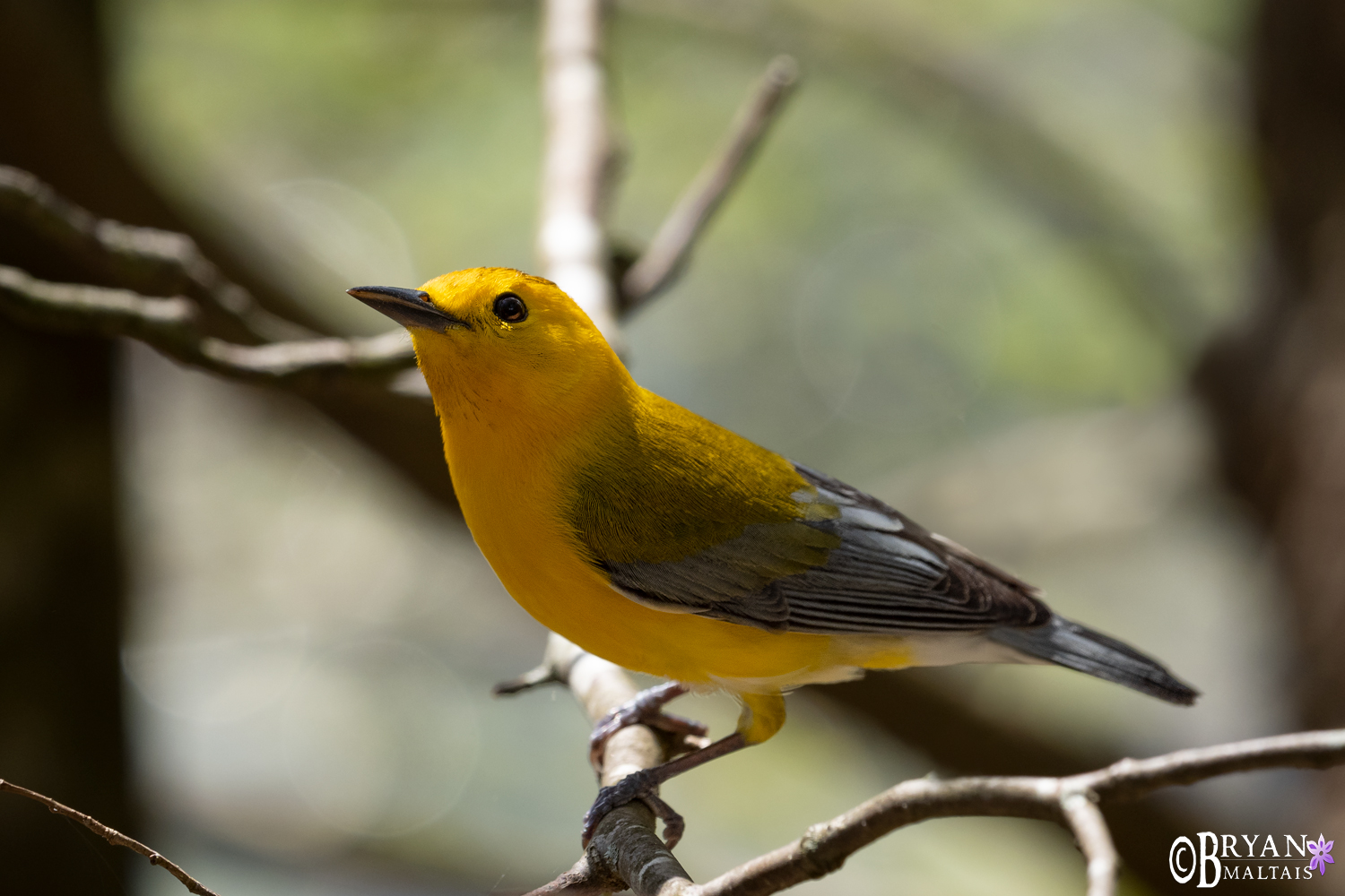 Prothonotary warbler