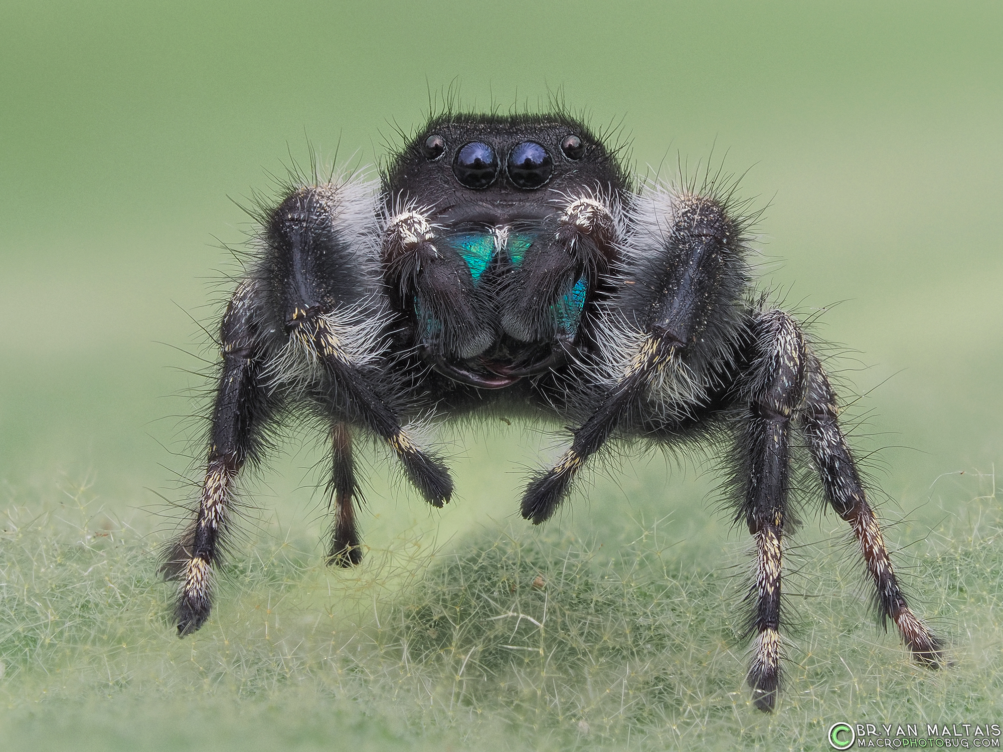 bold jumping spider zerene34, f56 iso400 50th olympus60