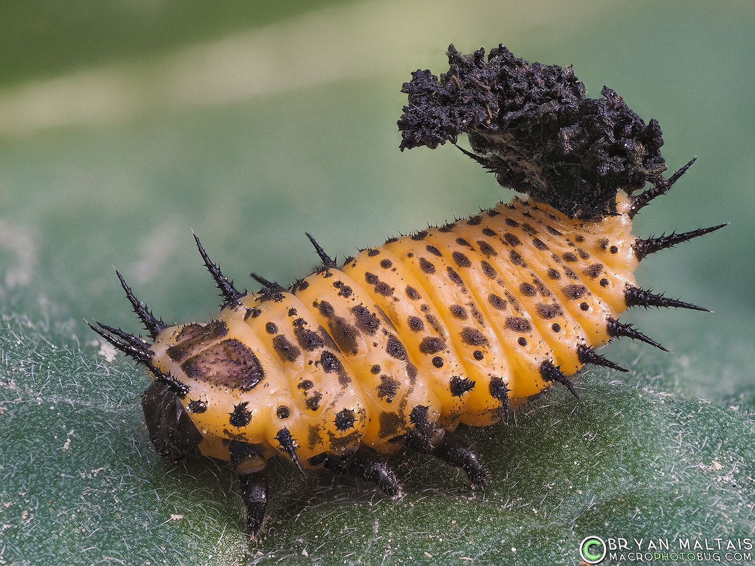 cassadine with frass insect macro photos 49pmax iso200 25th f4