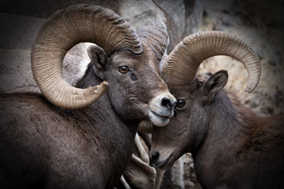 colorado wildlife photography prints