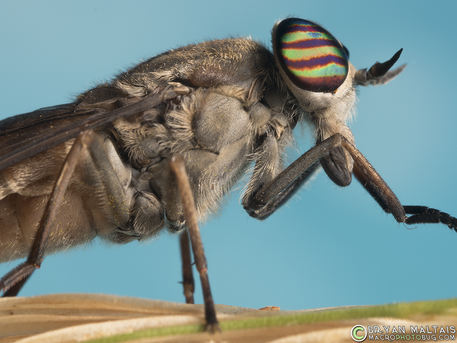Horse Fly Super Magnification Focus Stack