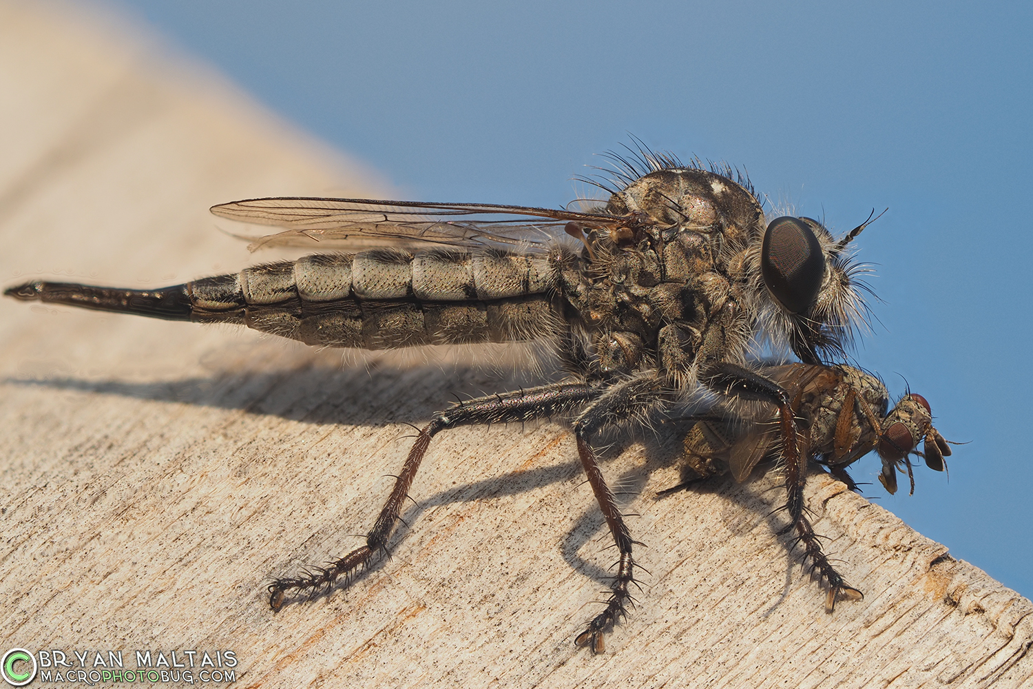 robber fly insect macro photography 29pmax f4 400th iso200