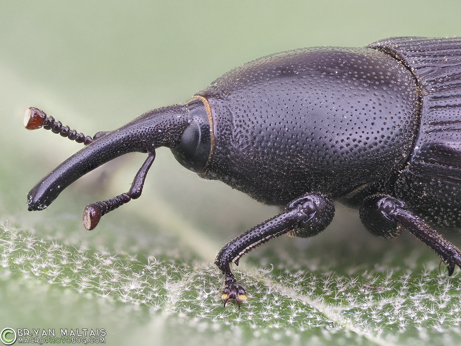 yucca weevil