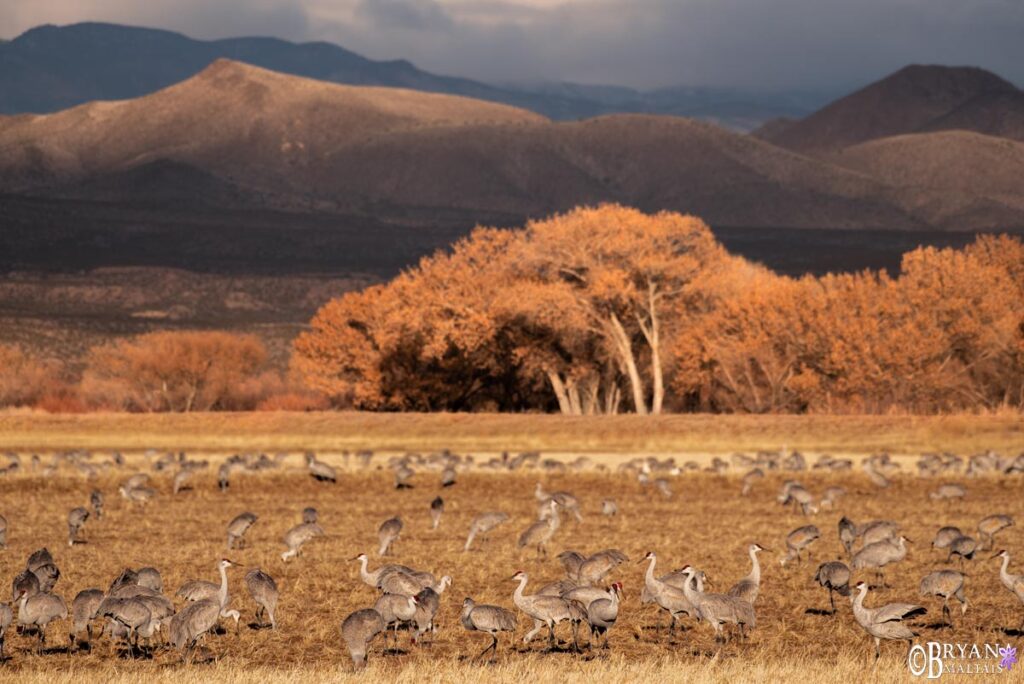 Bosque Del Apache Bird Count 2024 Count Glenna Nicholle