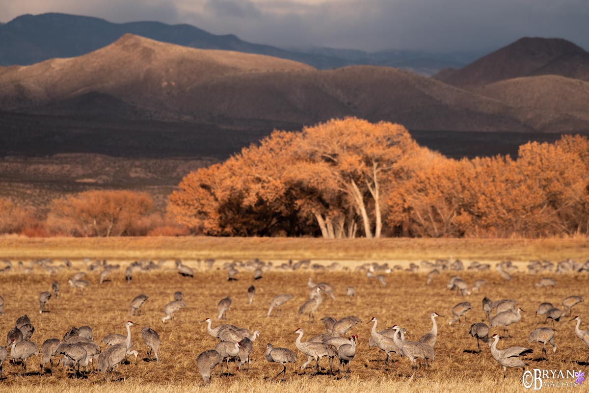 Current Bosque Del Apache Bird Count 2024 Dates Bessie Iseabal