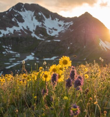 colorado photo workshop crested butte wildflowers