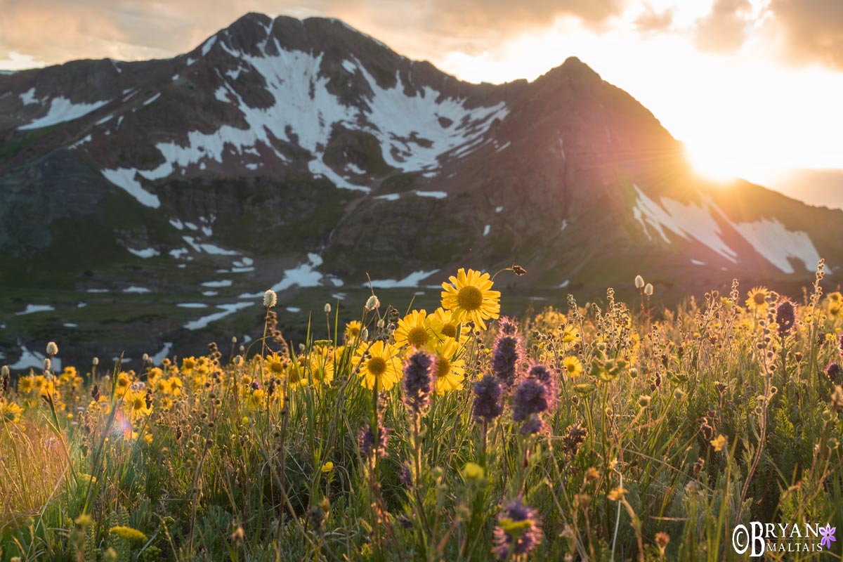 colorado photo workshop crested butte wildflowers