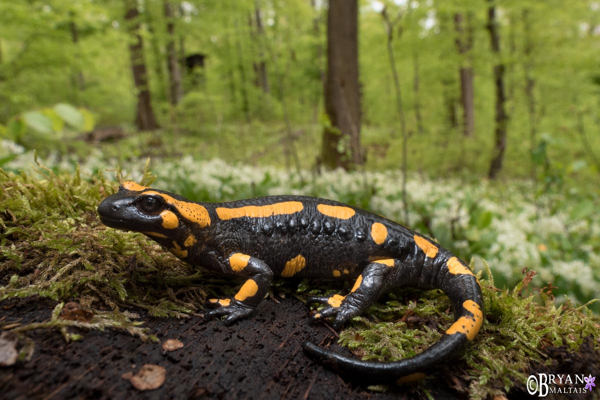 herping photography workshops