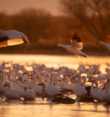 bosque del apache nature photography workshop