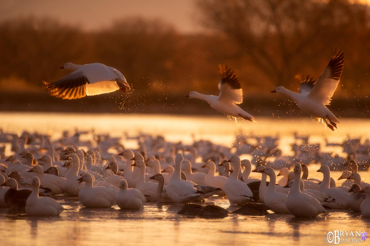 bosque del apache nature photography workshop