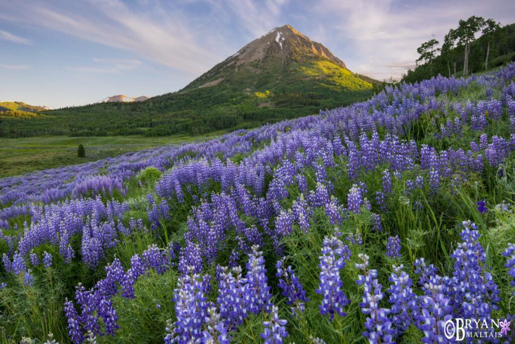 wildflower photo workshop colorado