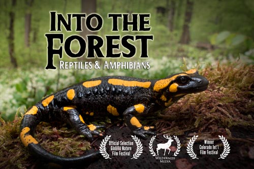into the forest nature documentary