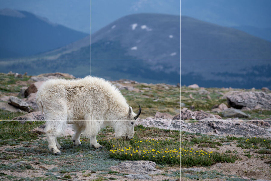 How to use the Rule of Thirds in Nature Photography