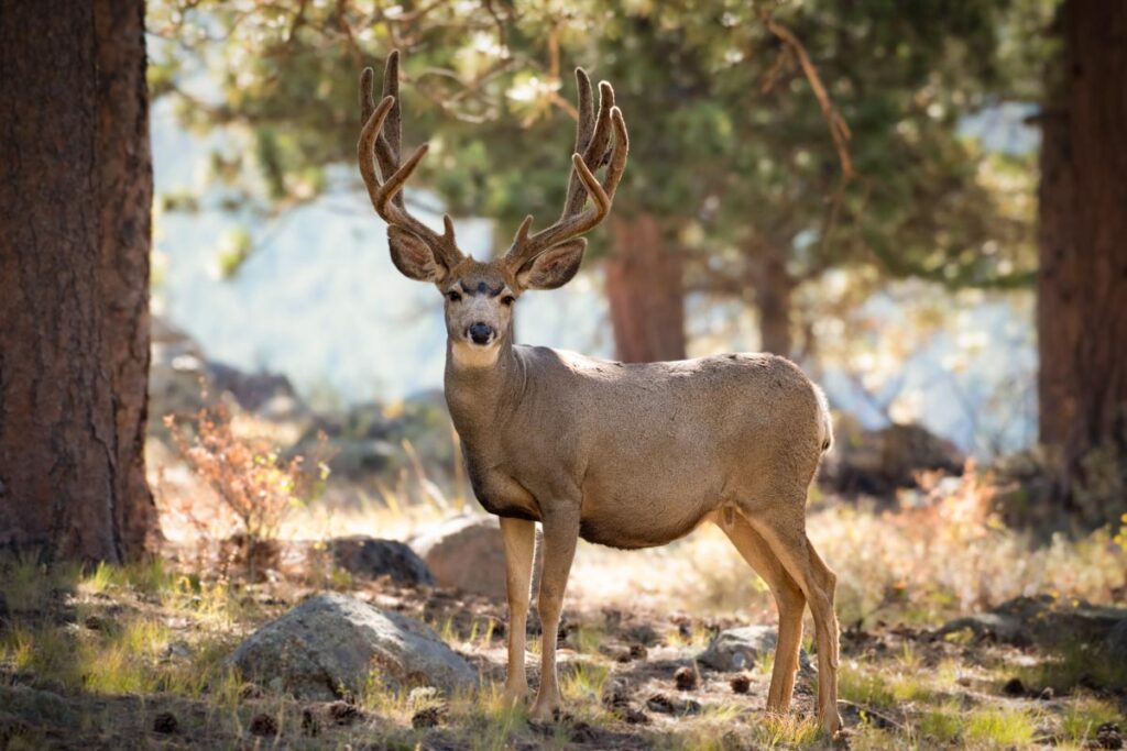 rmnp photo workshop