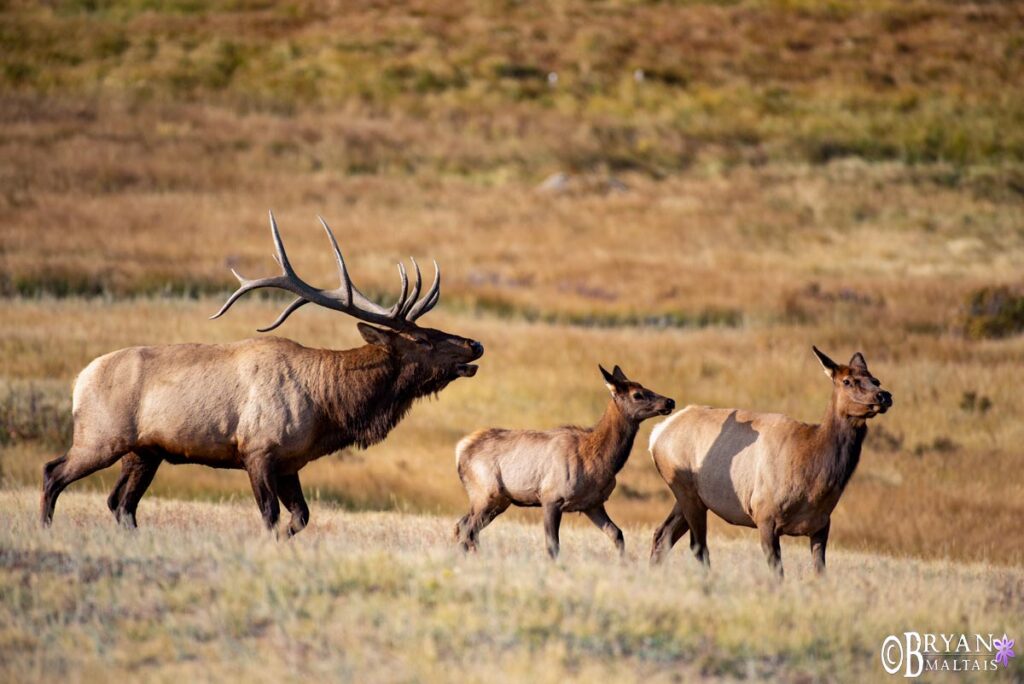 rocky mountain natonal park private photo workshops