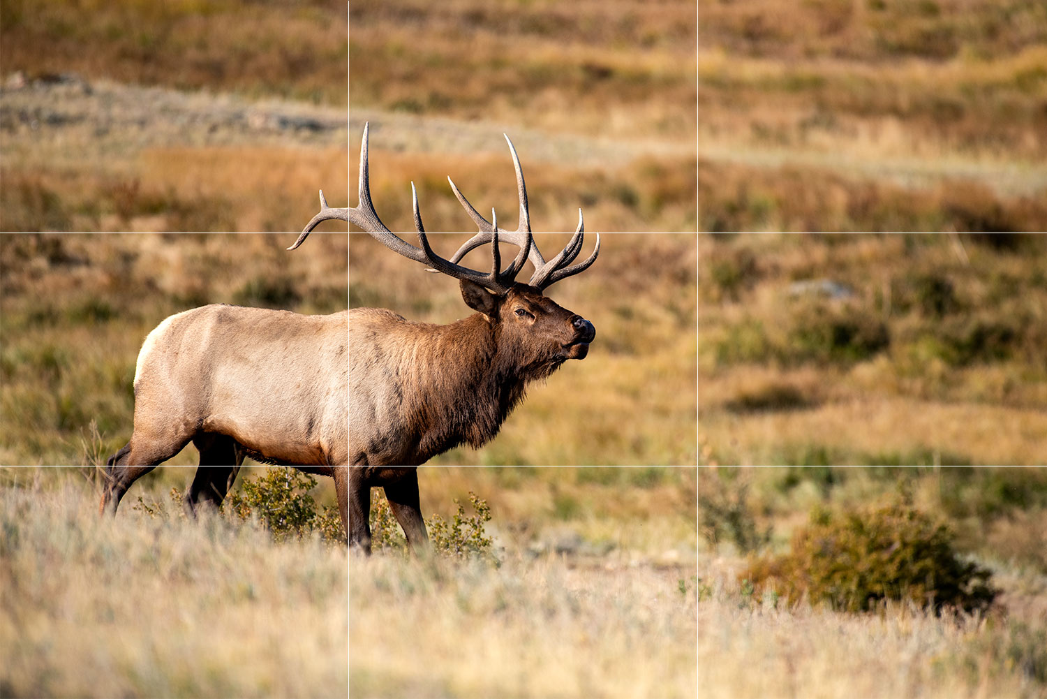 wildlife photography rule of thirds