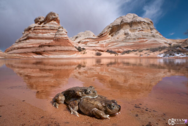 Great Basin Spadefoot Toads Amplexus Vermillin Cliffs AZ