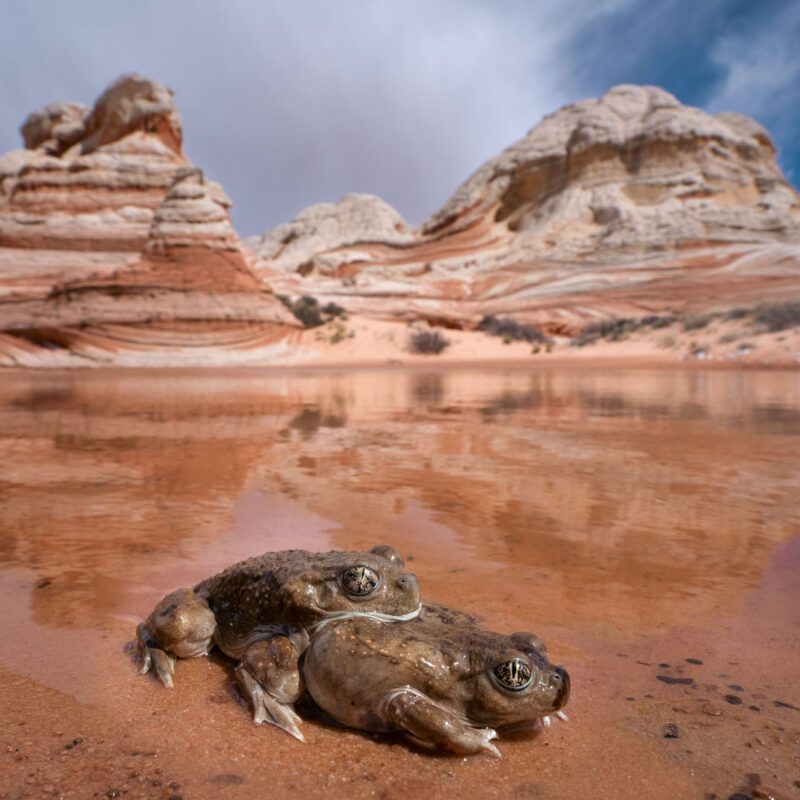 Great Basin Spadefoot Toads Amplexus Vermillin Cliffs AZ