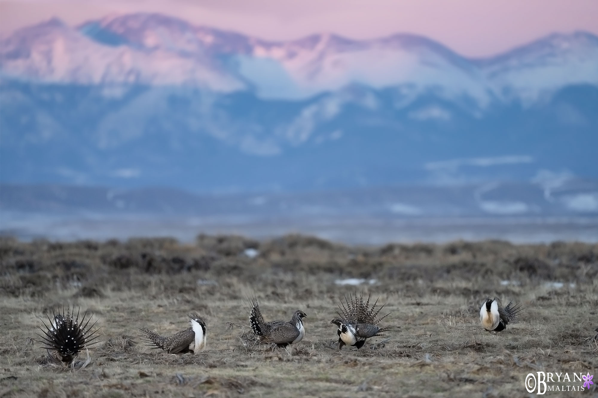 Greater Sage Grouse Lek Colorado Mountains