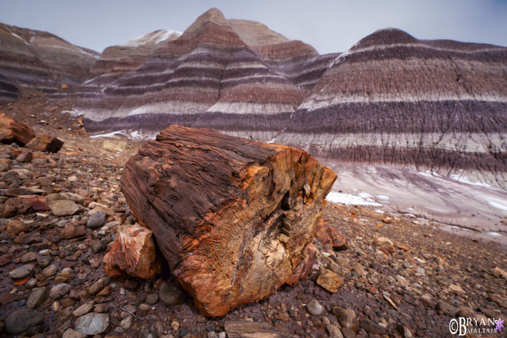 petrified forest national park photo print petrified log