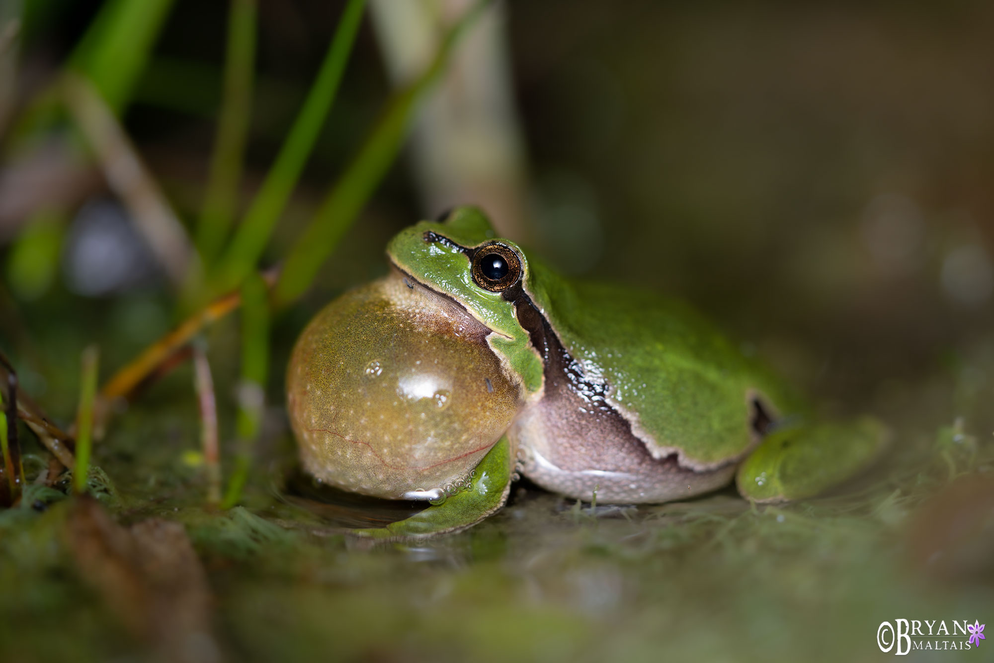 European Treefrog