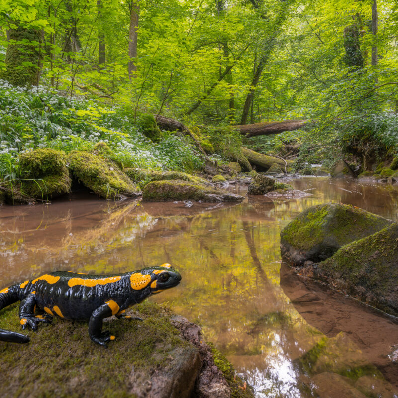 Fire Salamander feuersalamander in wald baden-wurttemberg germany