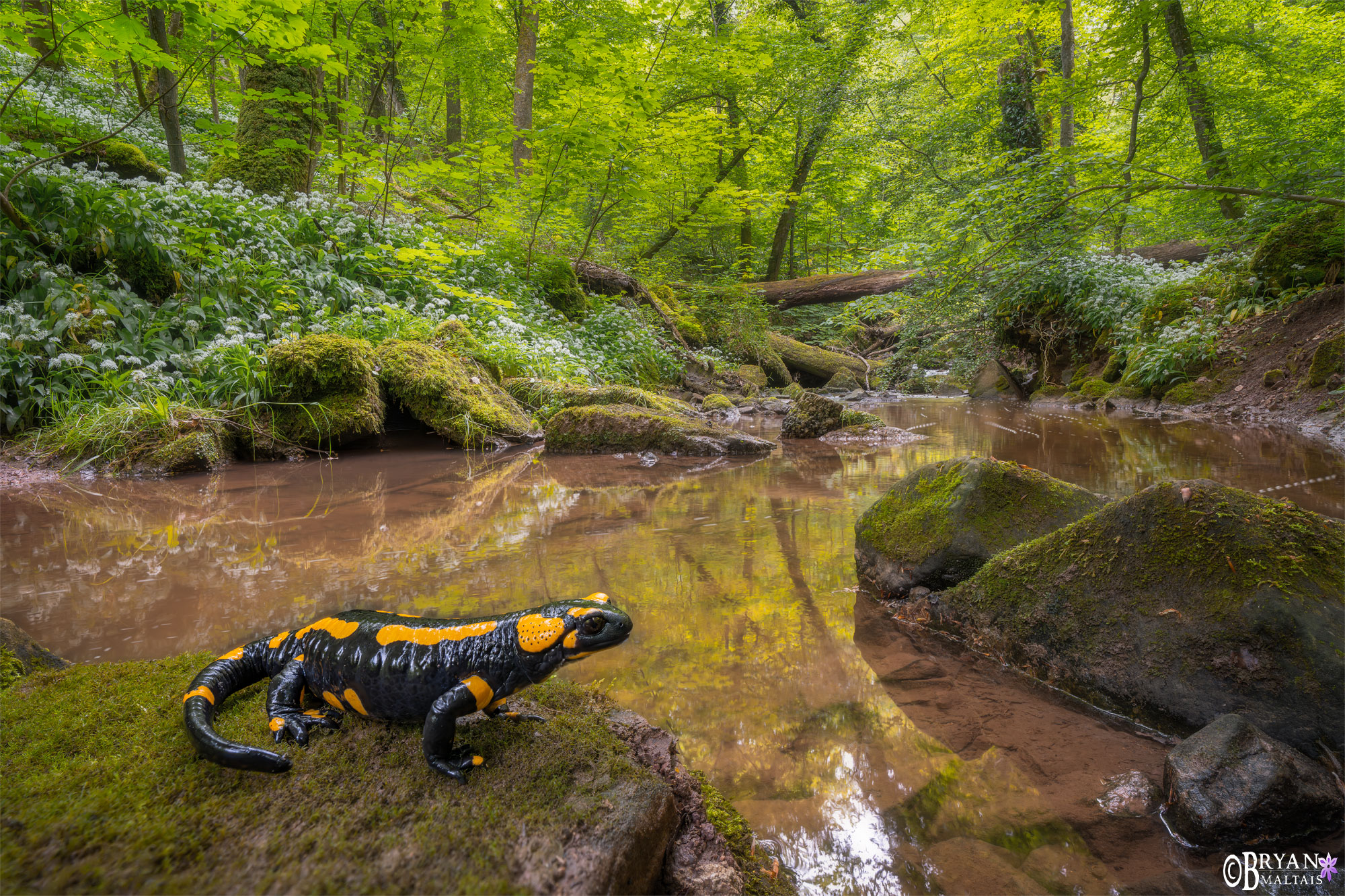 Fire Salamander feuersalamander in wald baden-wurttemberg germany