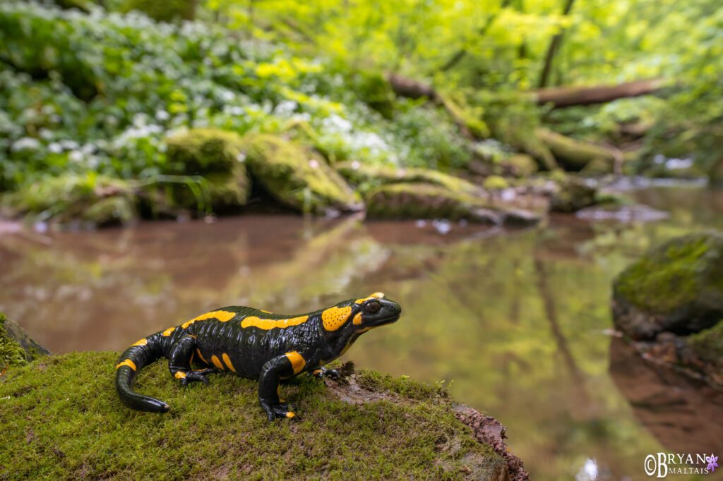 Fire Salamander feuersalamander in wald baden-wurttemberg germany35