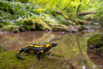 Fire Salamander feuersalamander in wald baden-wurttemberg germany35