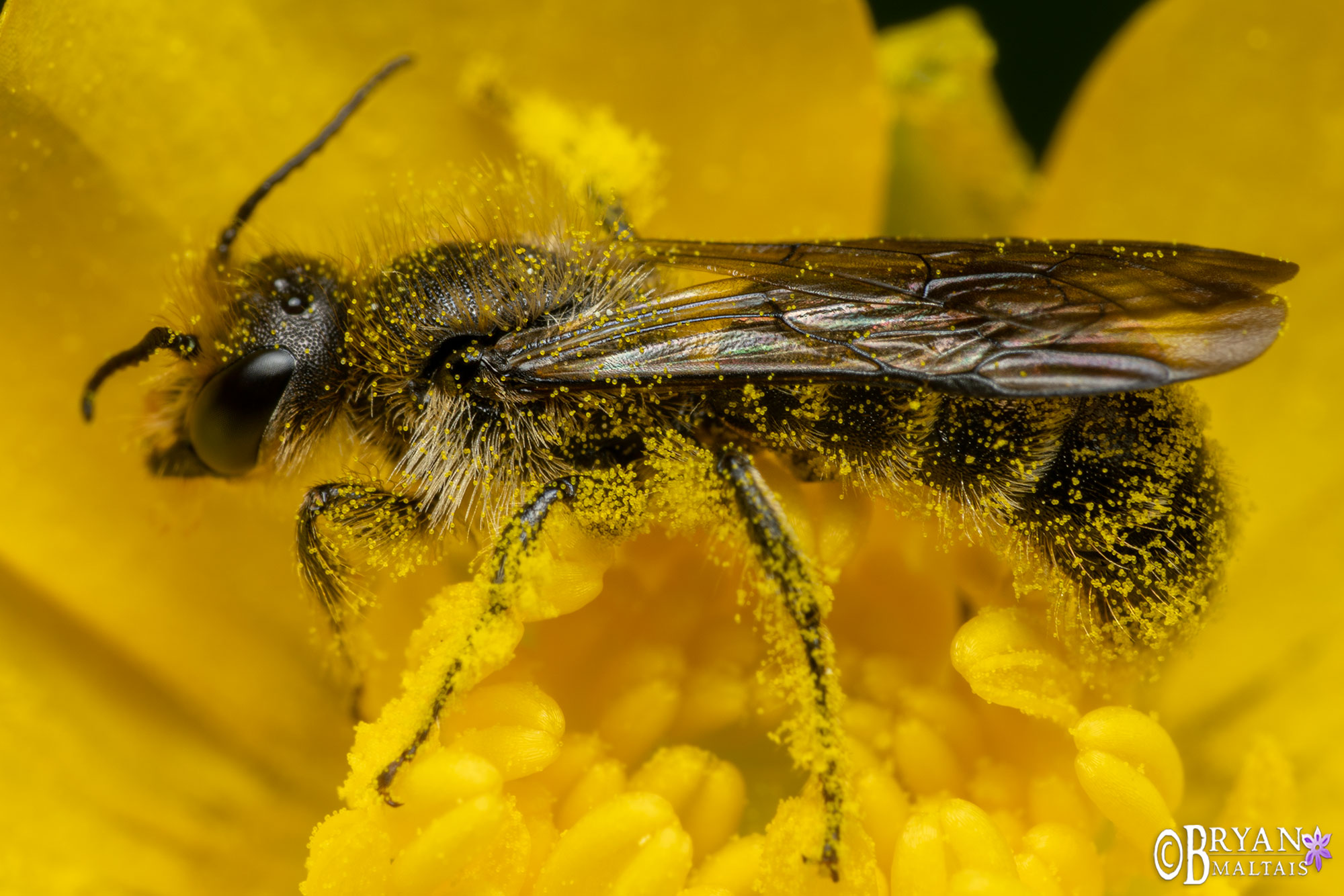 scissor bee macro photo