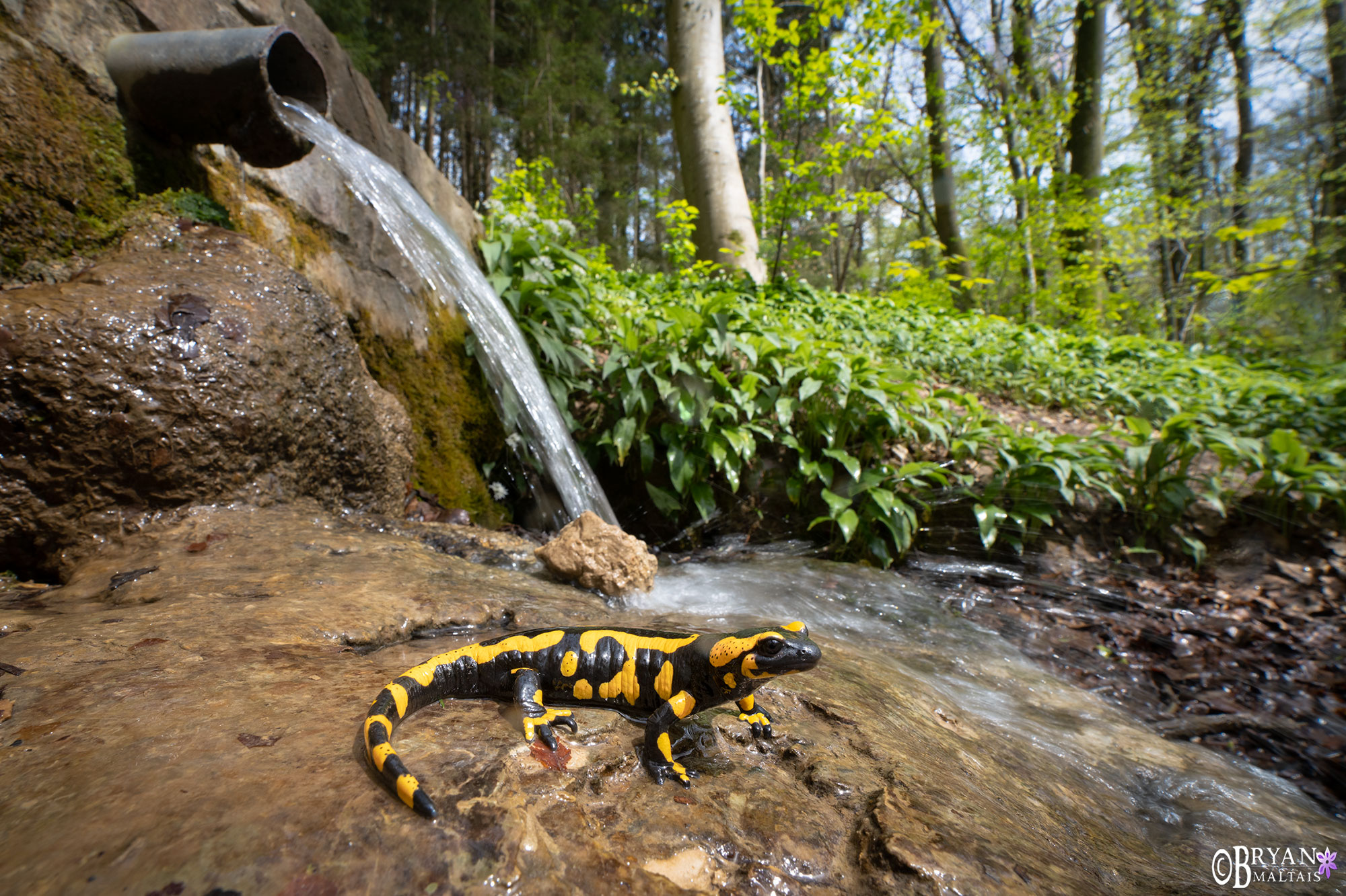 fire salamander zauberwald brunnen wolfschlungen