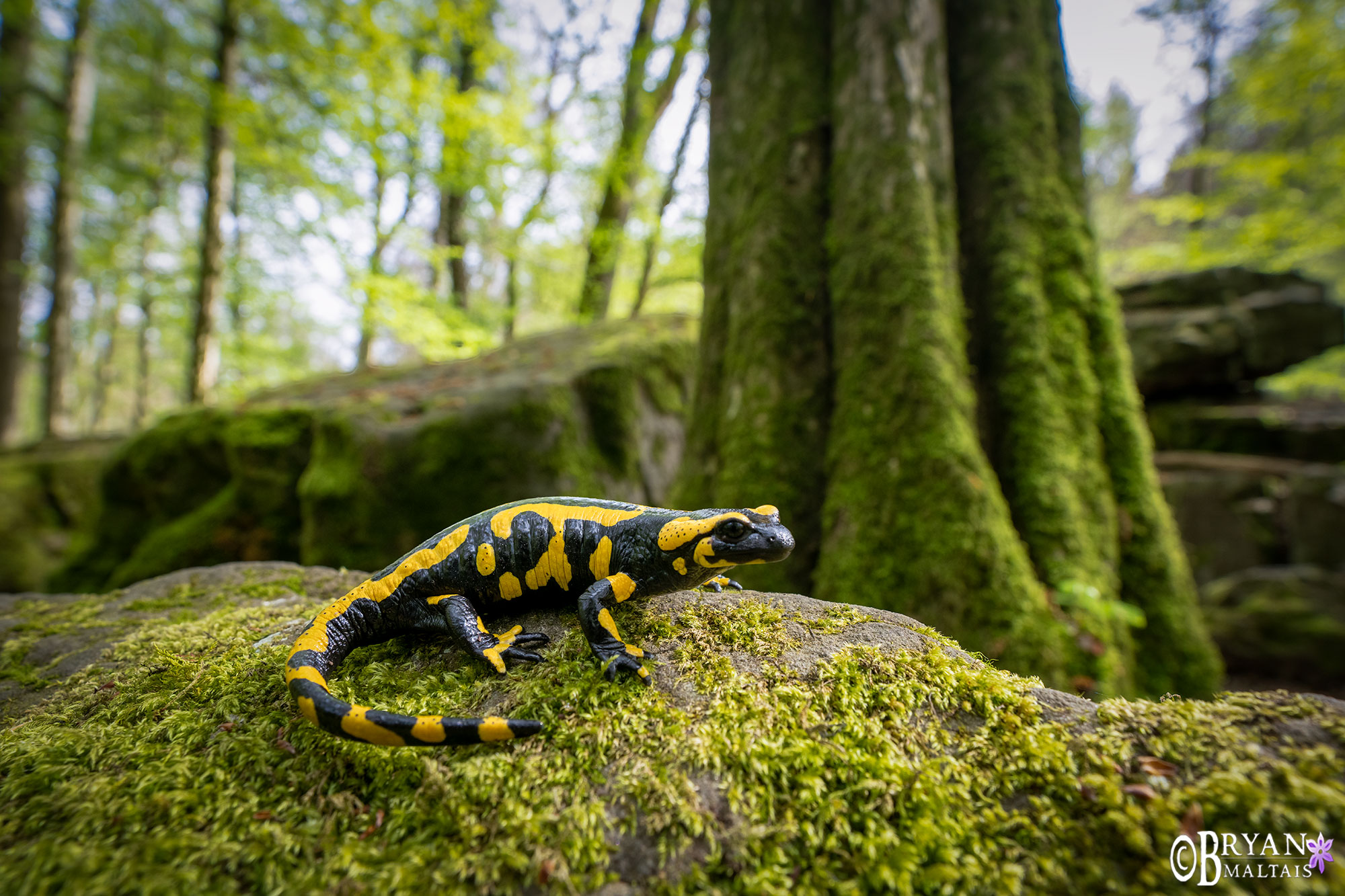 fire salamander zauberwald wolfschlungen3