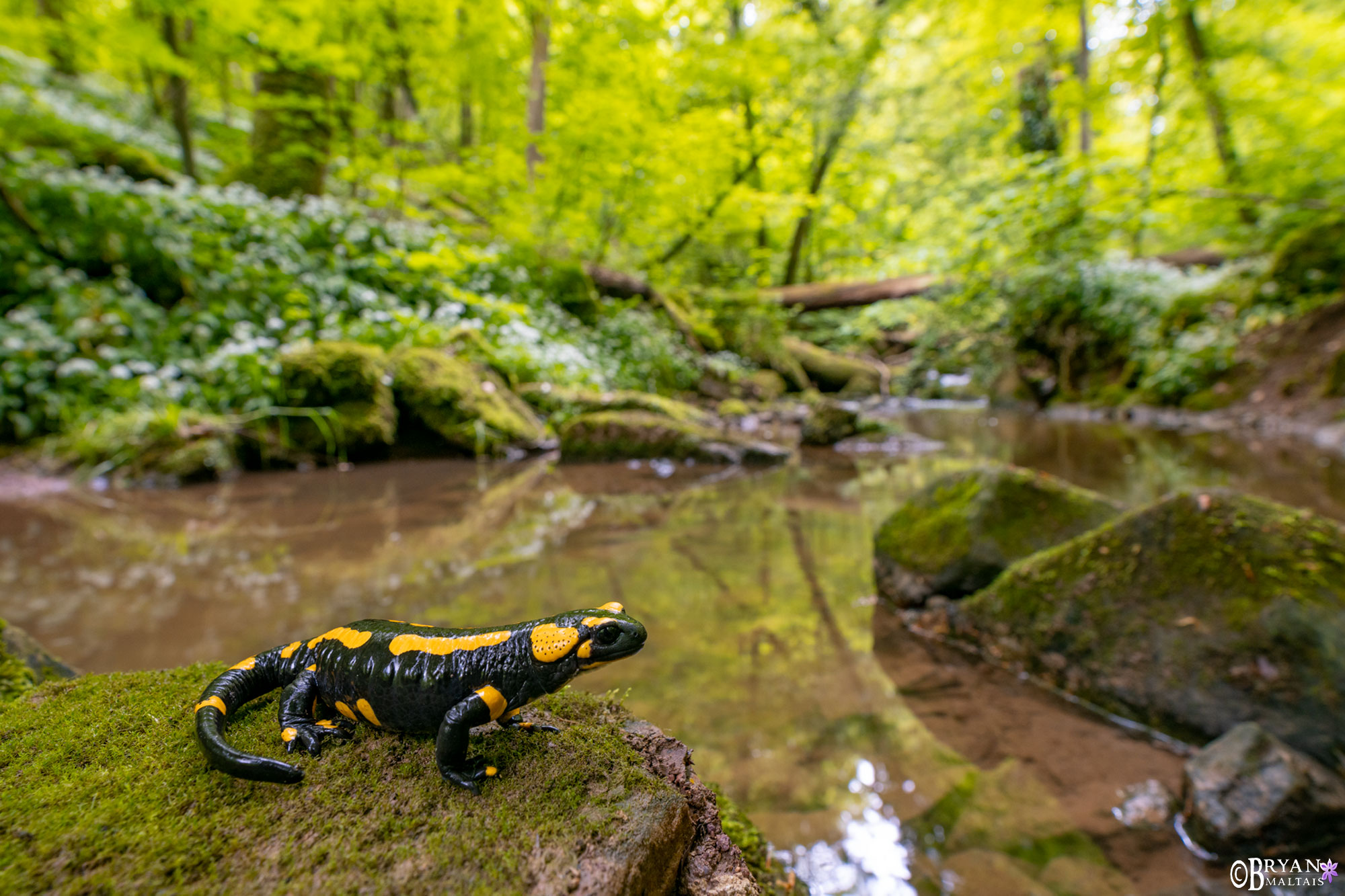 fire salamander stuttgart focus stack