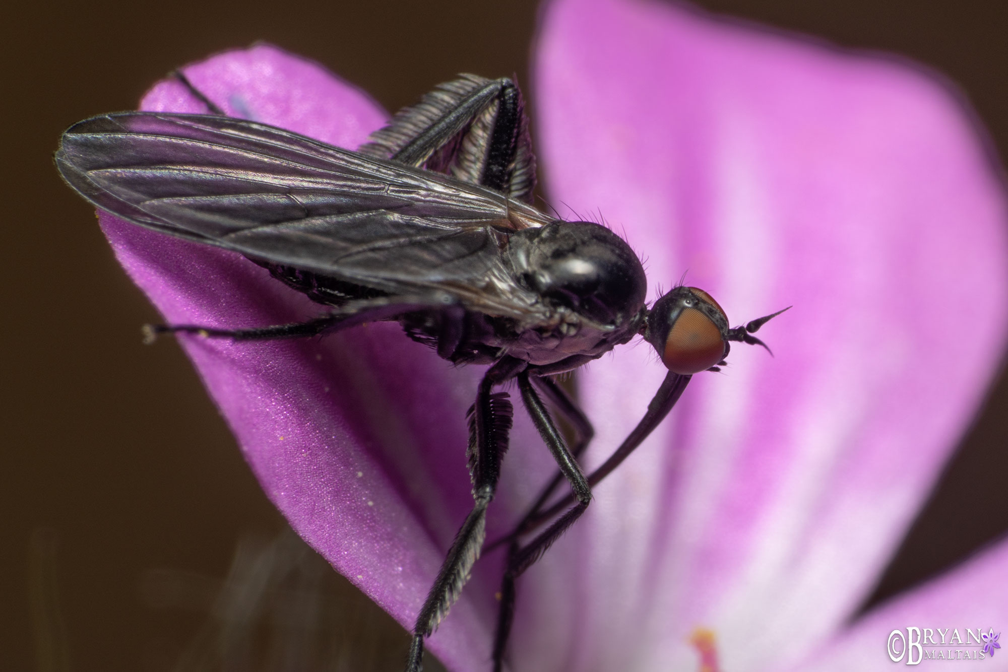 dance fly macro photo