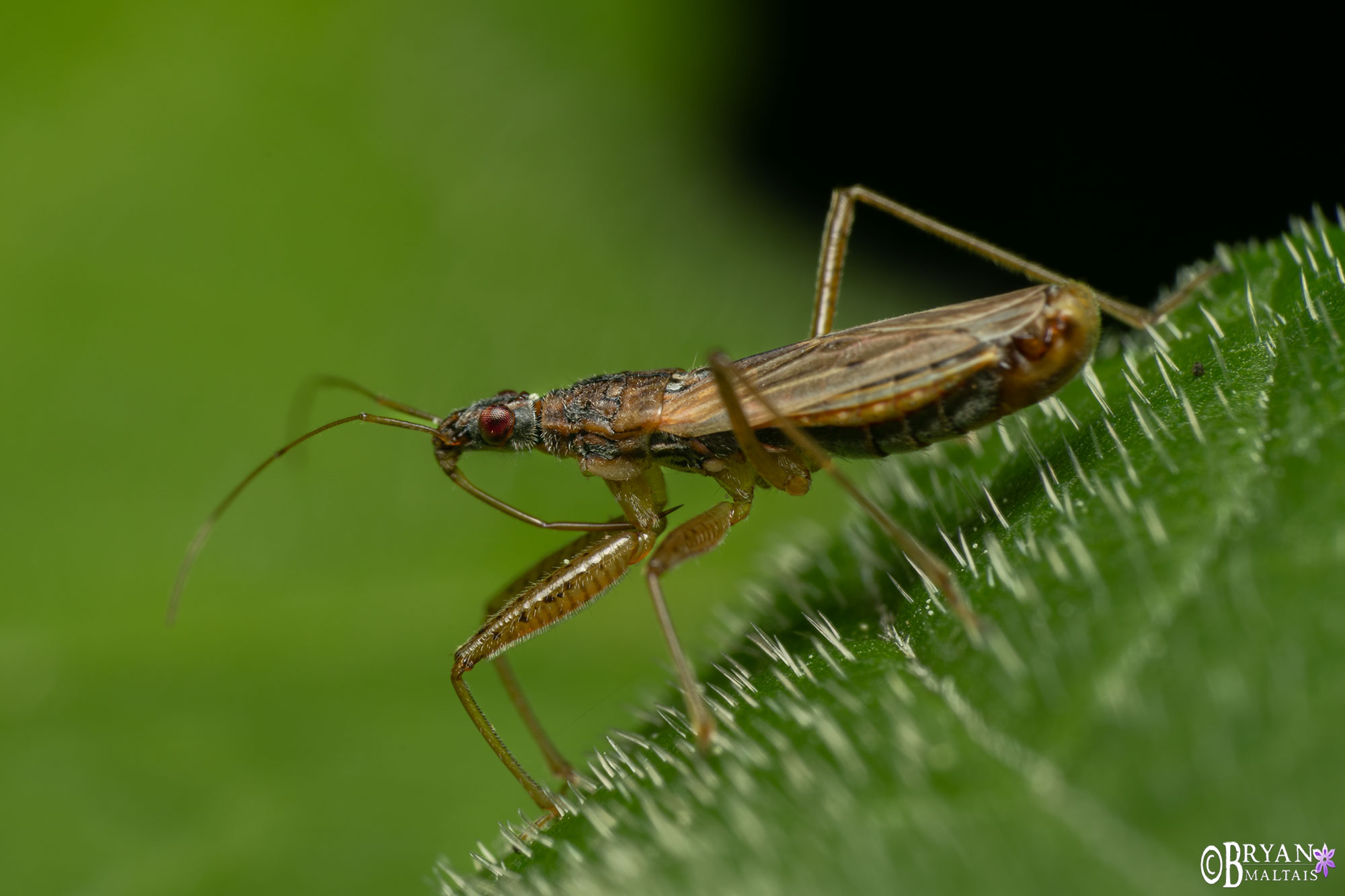 hemipteran echterdingen