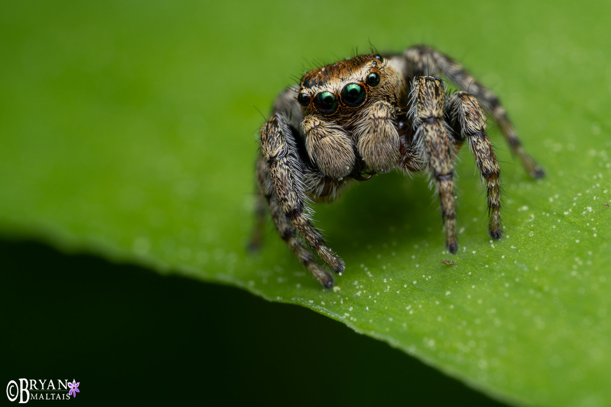 jumping spider denkendorf