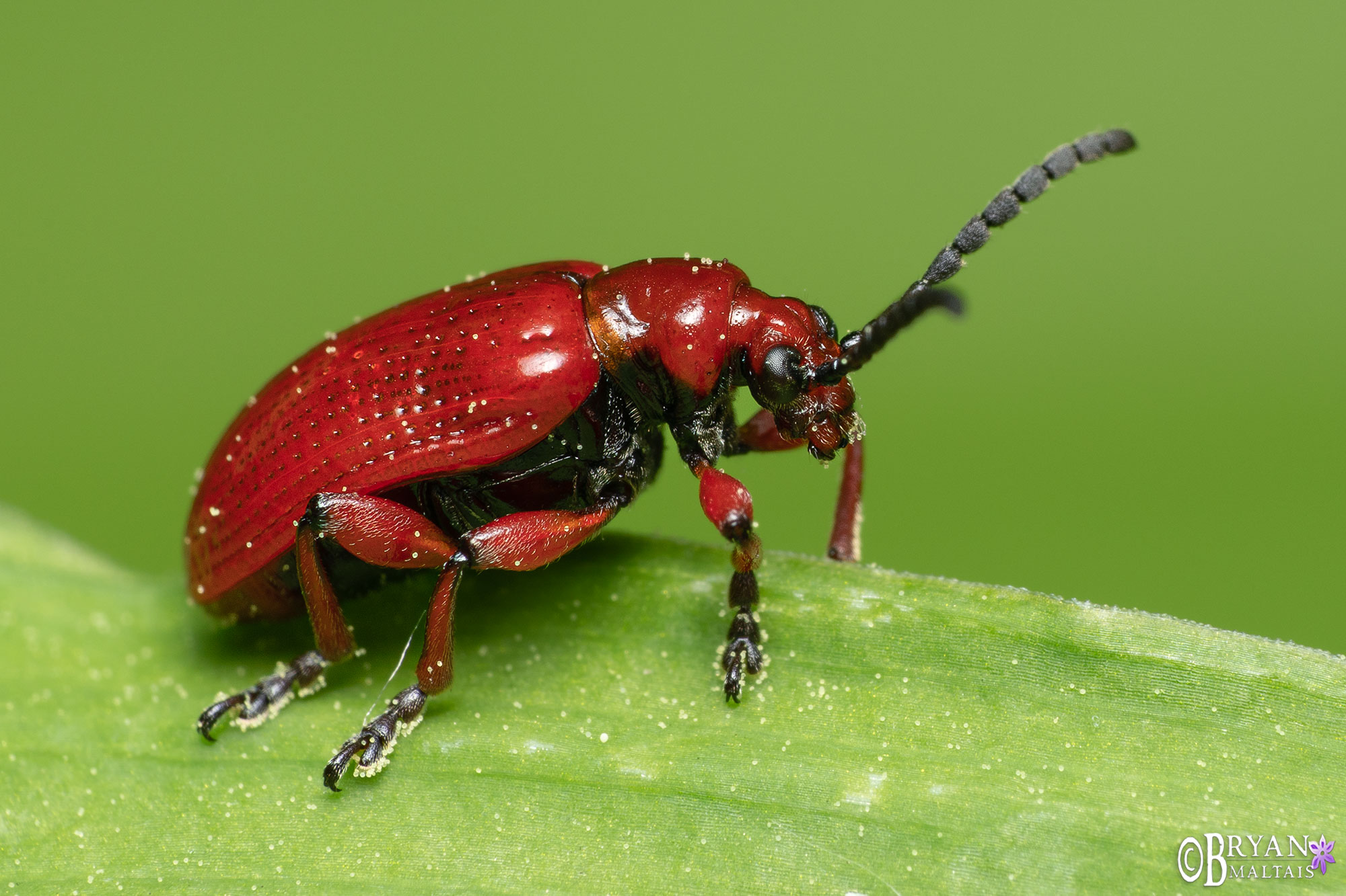 red beetle macro photo