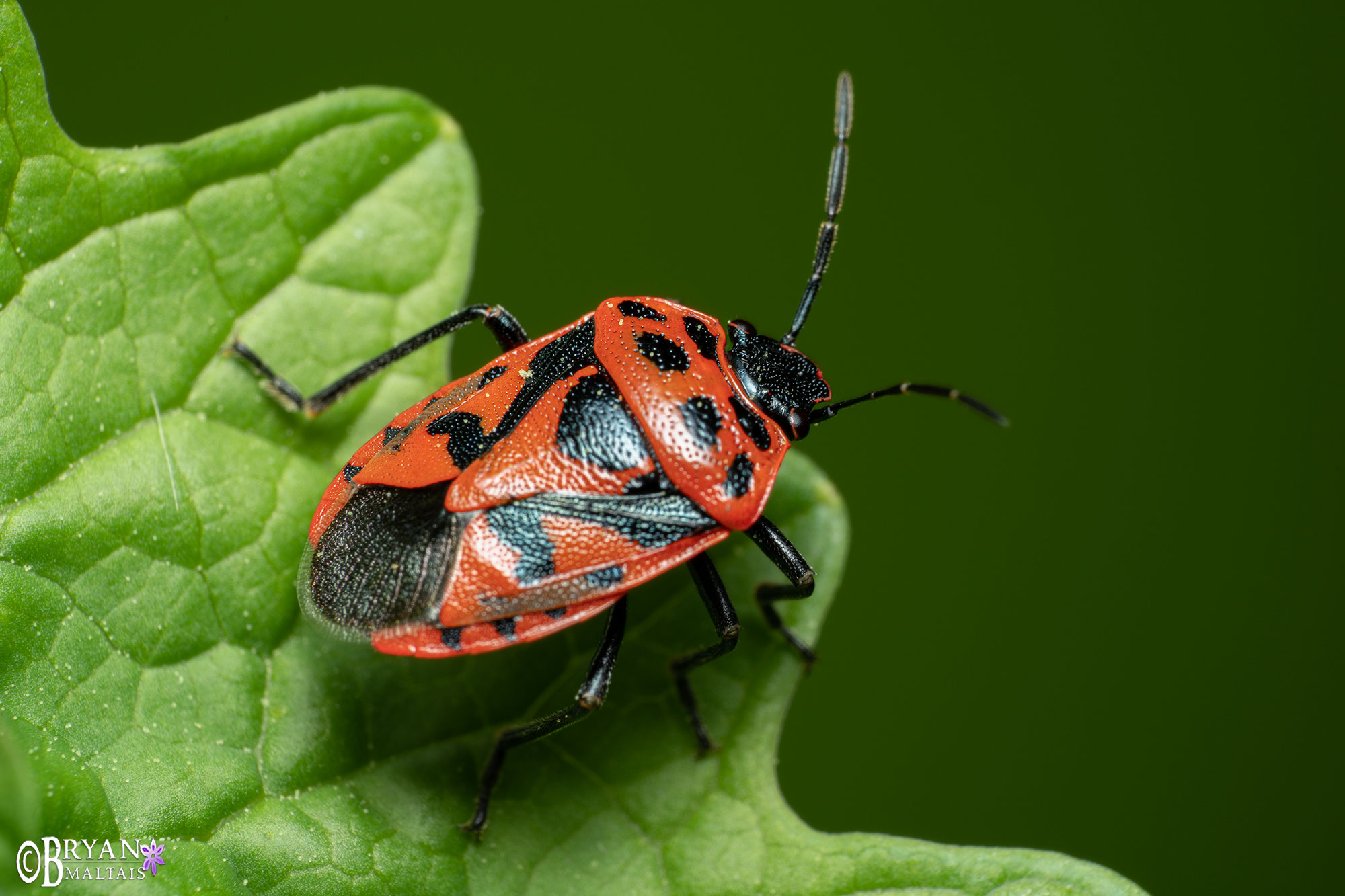 red cabbage bug macro photo