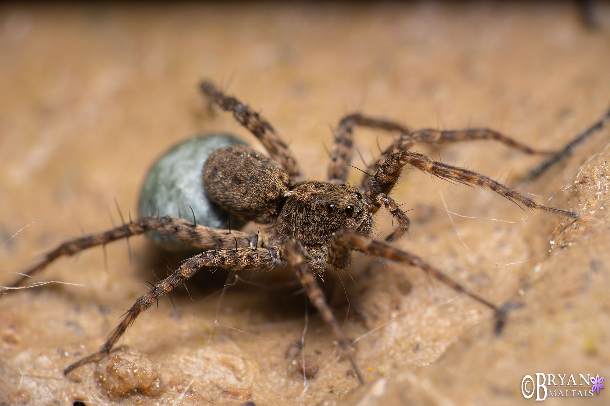 wolf spider insect macro photo
