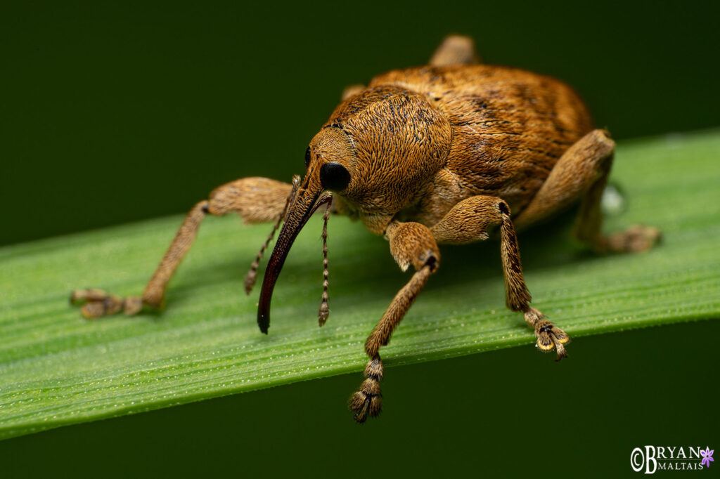 nut weevil