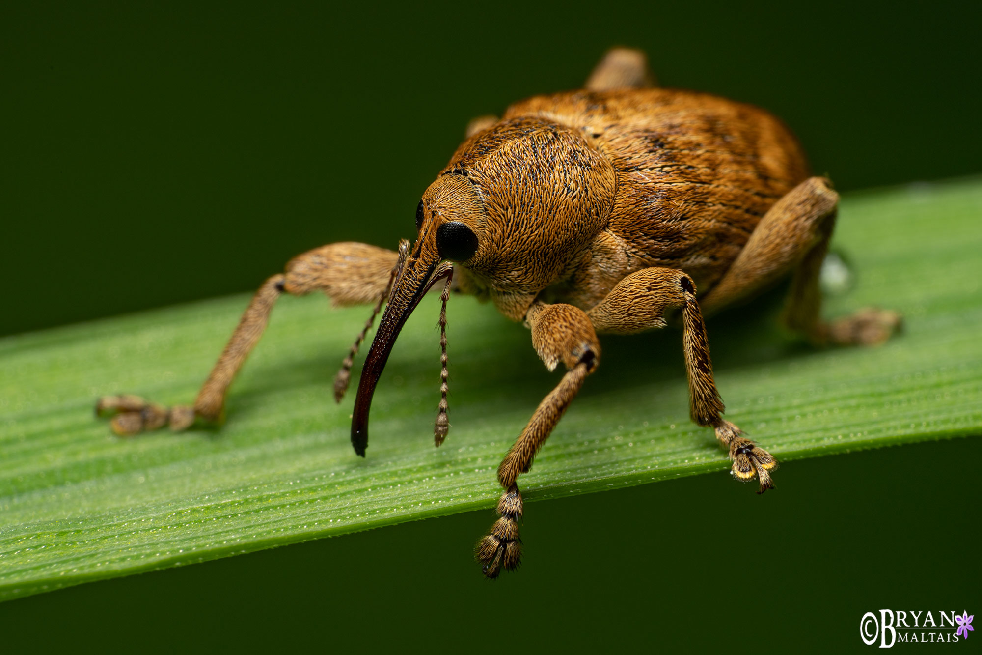 nut weevil super macro photography