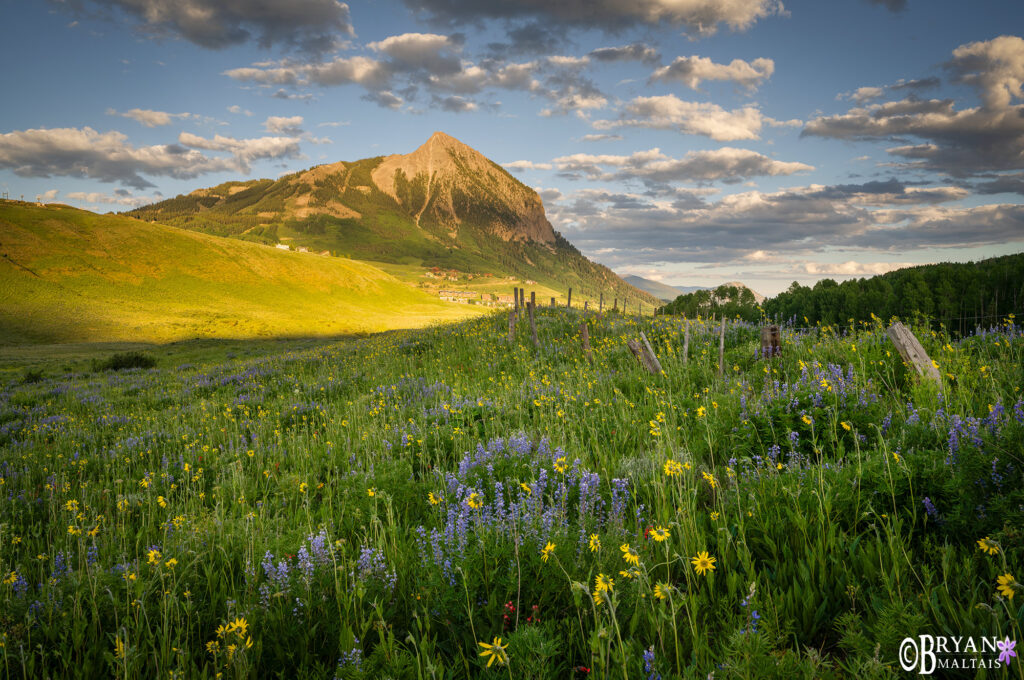 Crested Butte Wildflower field Photo Print