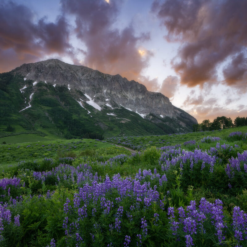Gothic Mountain lupine sunset crested butte photos
