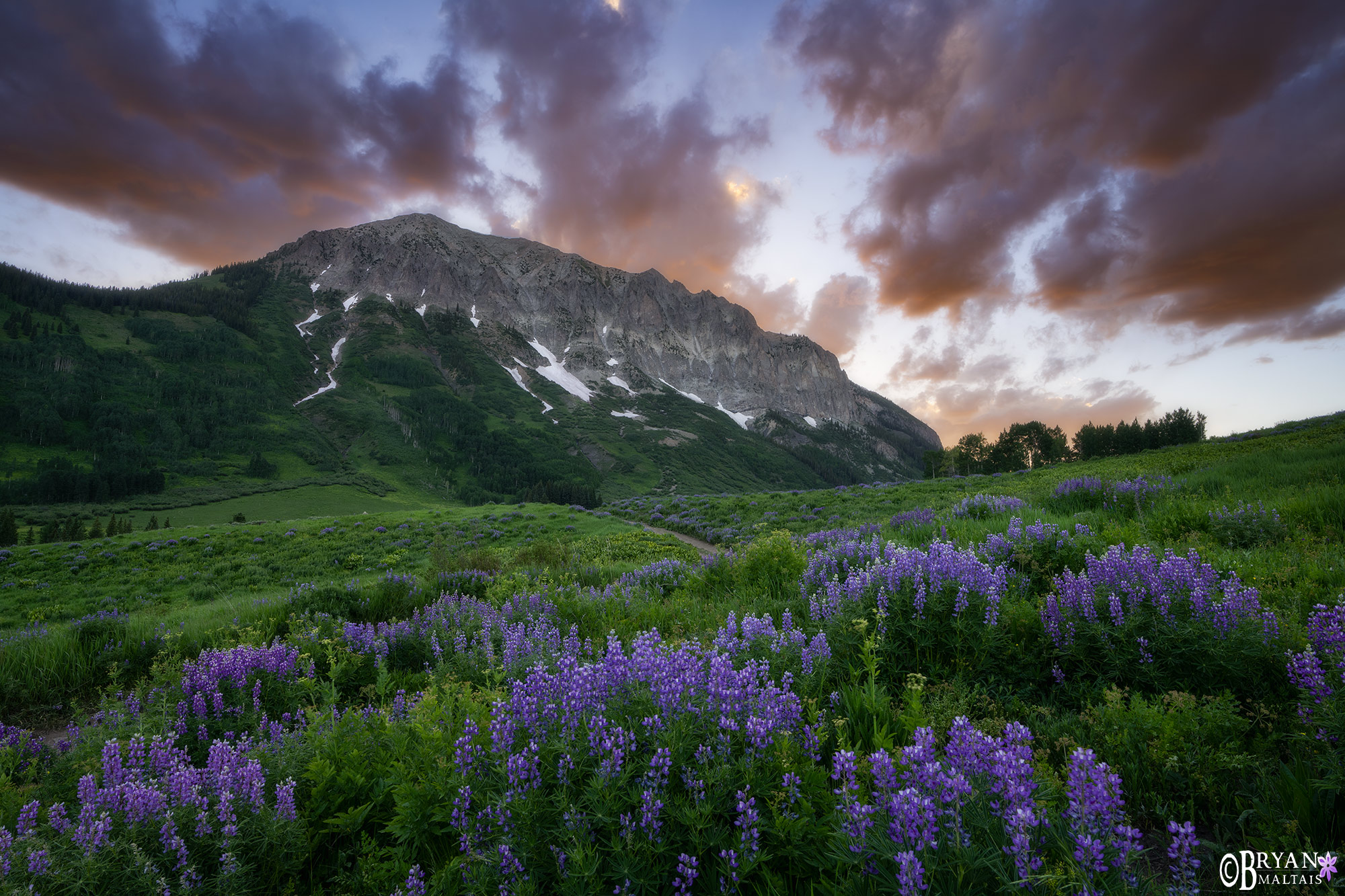 Gothic Mountain lupine sunset crested butte photos